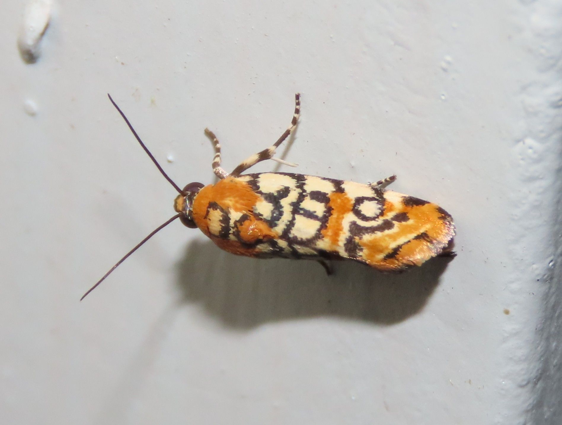 A close up of a moth with the number 39 on it