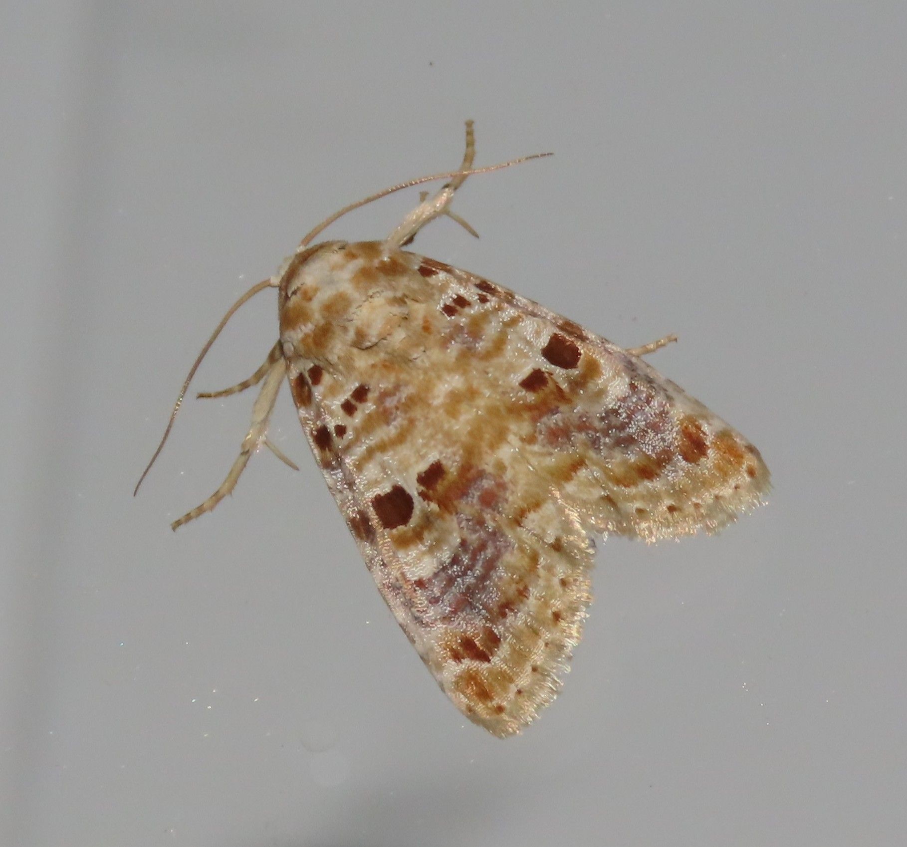A brown and white moth is sitting on a white surface
