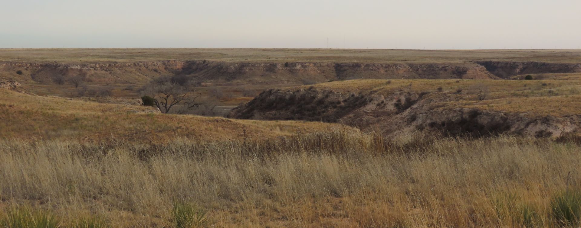 A large grassy field with a canyon in the background.