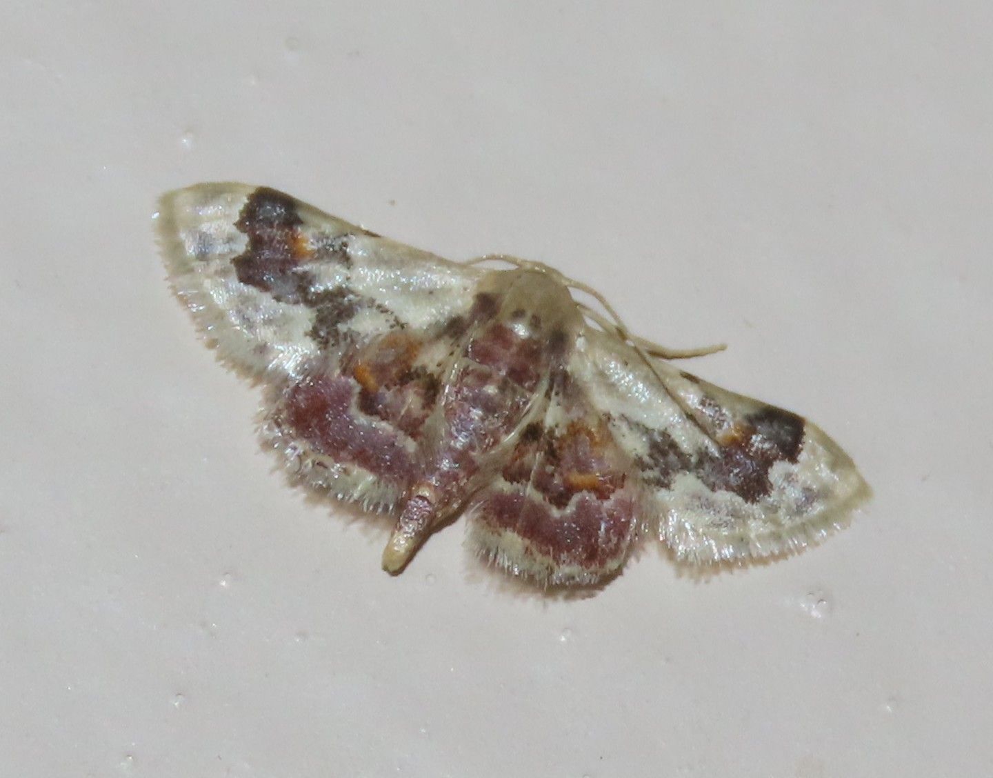 A close up of a moth on a white surface.