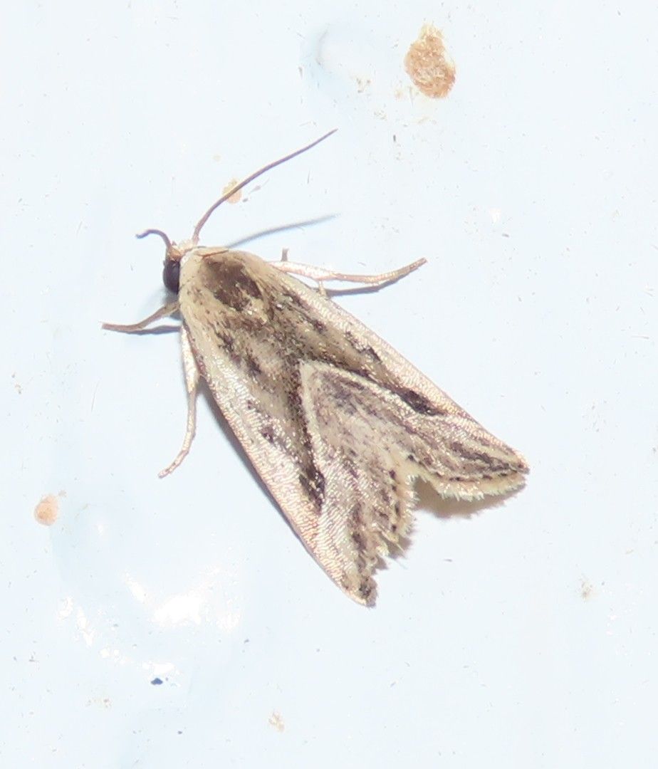A moth is sitting on a white surface.