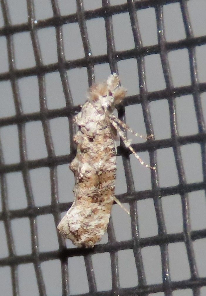 A small moth is sitting on a screen door.