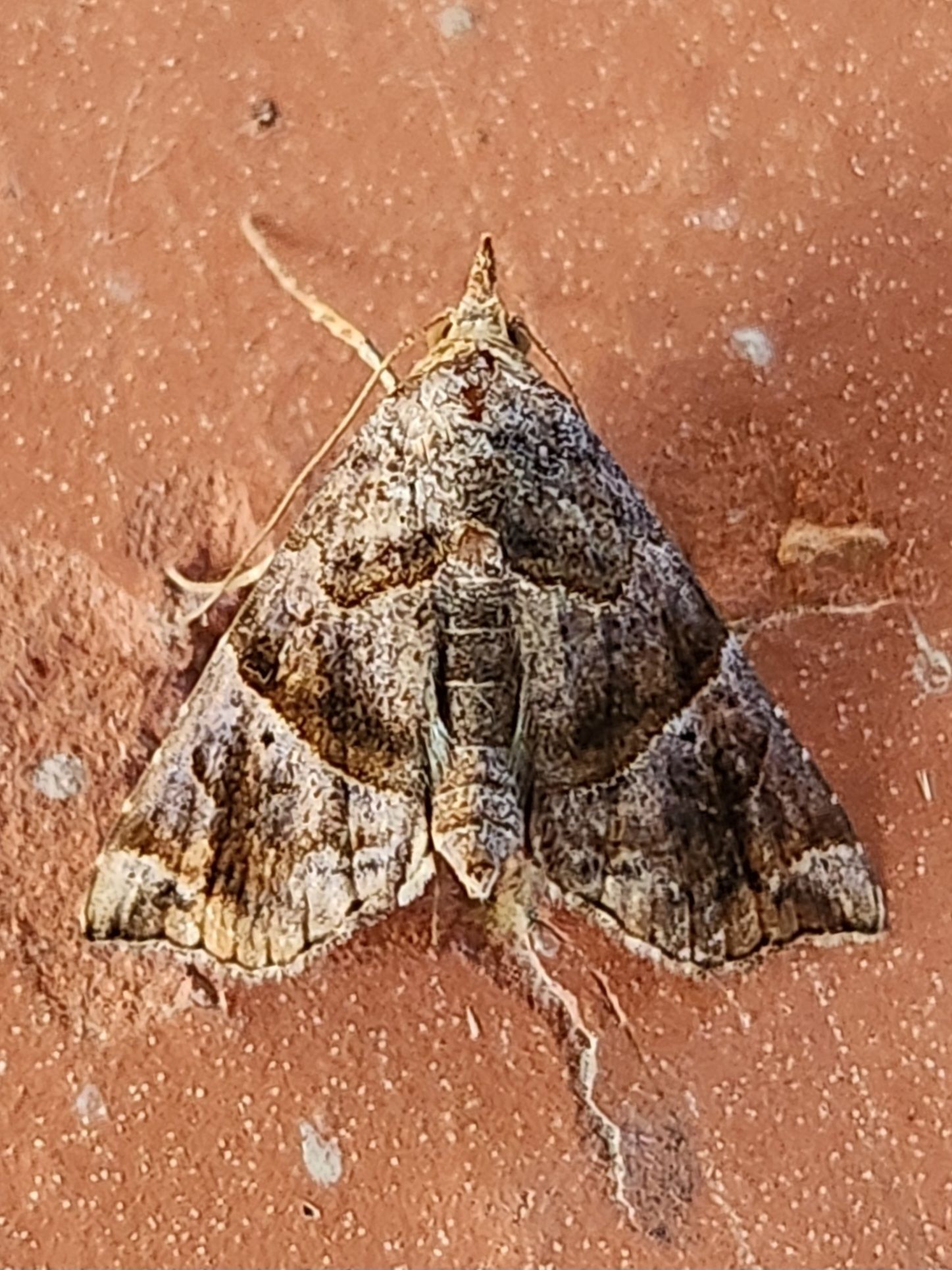 A moth is sitting on a brown surface.