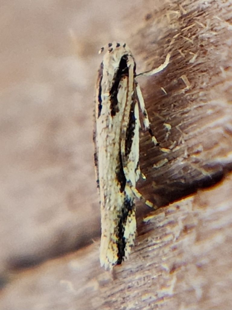 A small moth is sitting on a piece of wood