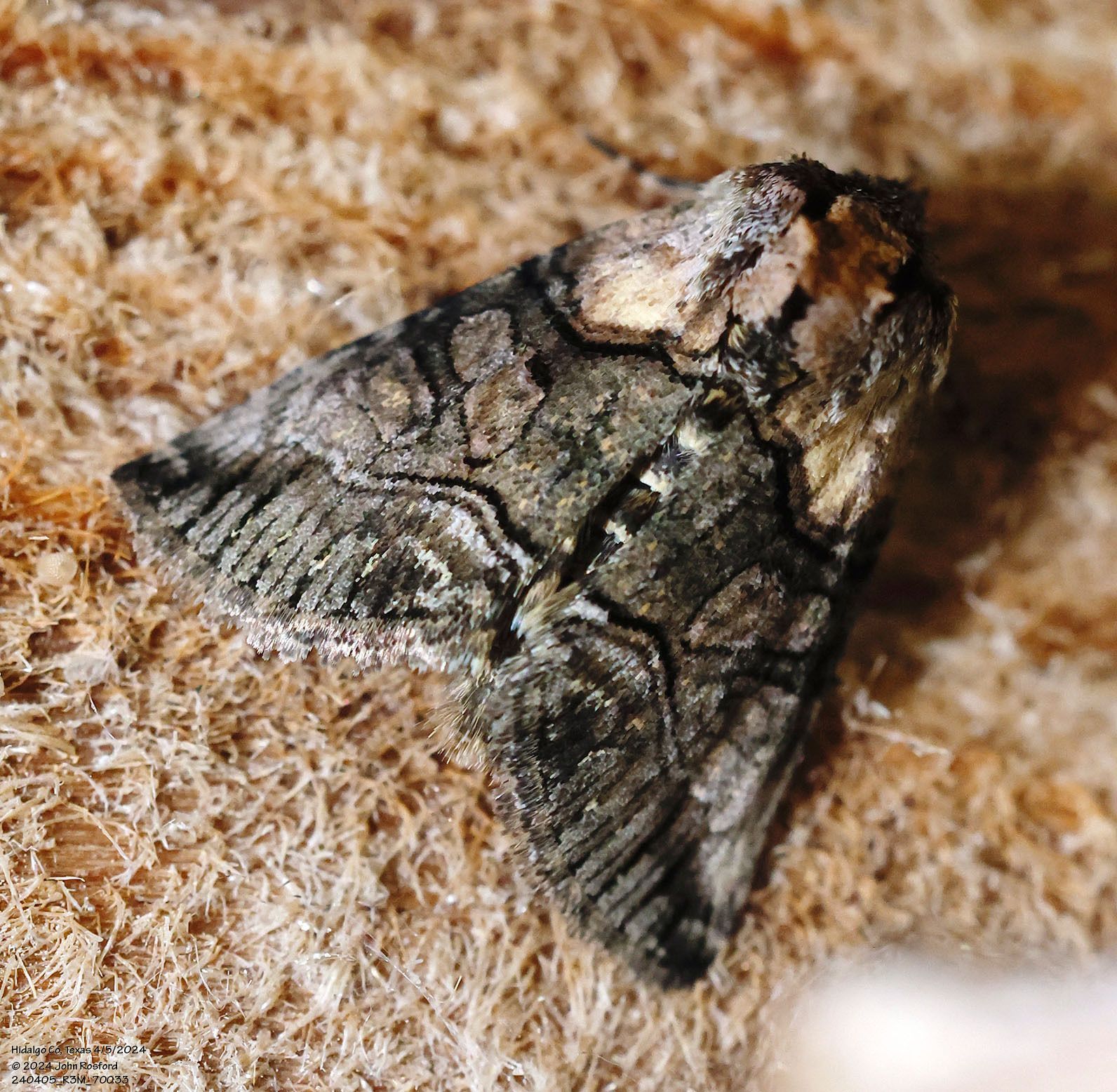 A moth is sitting on a piece of carpet.