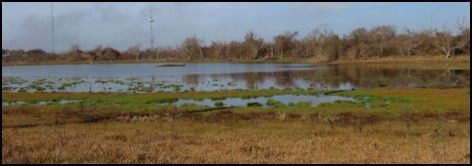 A large body of water surrounded by grass and trees