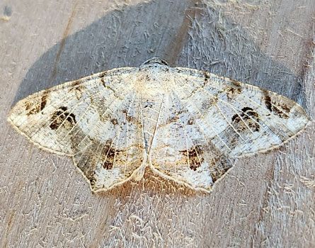 A moth is sitting on a piece of wood
