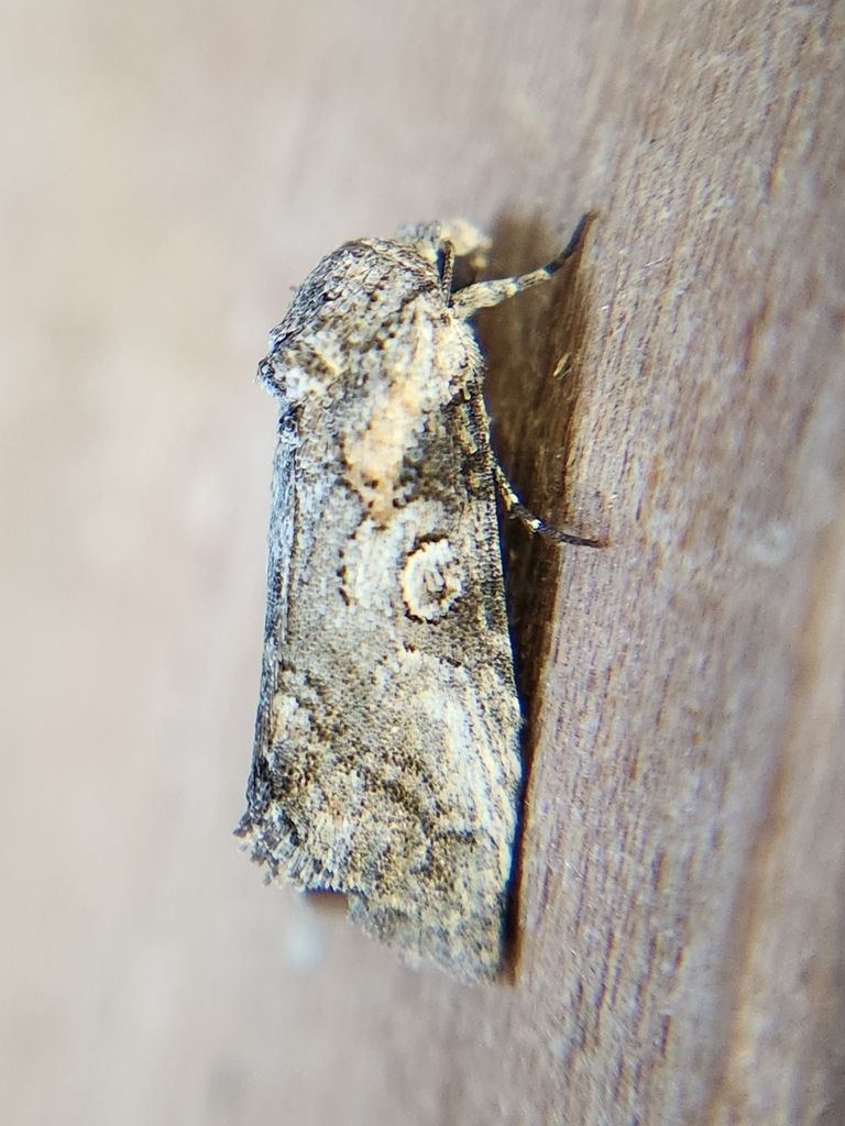 A moth is sitting on a piece of wood.