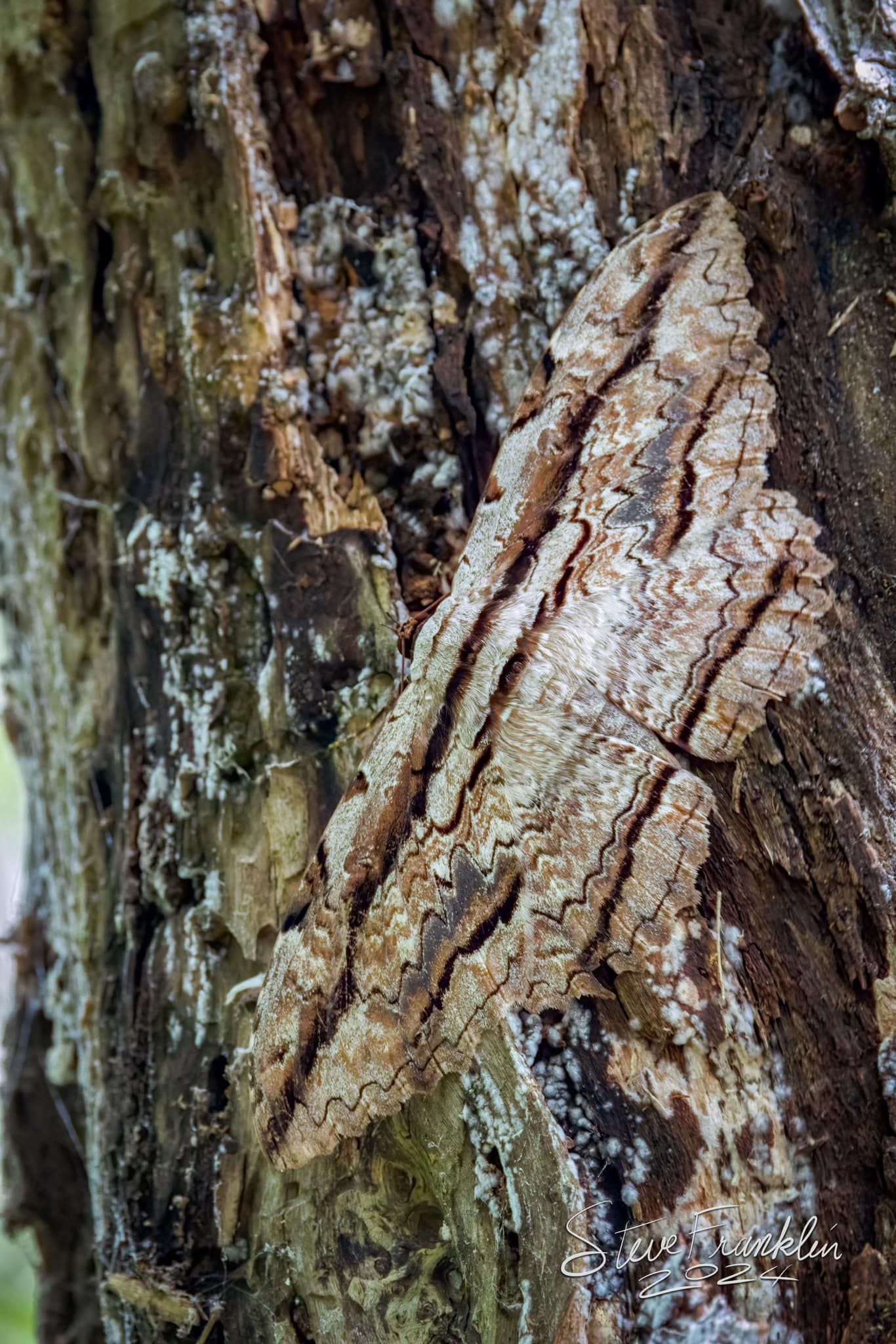 A close up of a tree trunk with a lot of holes in it.