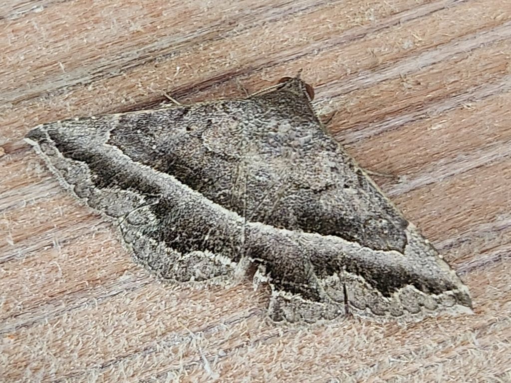 A moth is sitting on a piece of wood.
