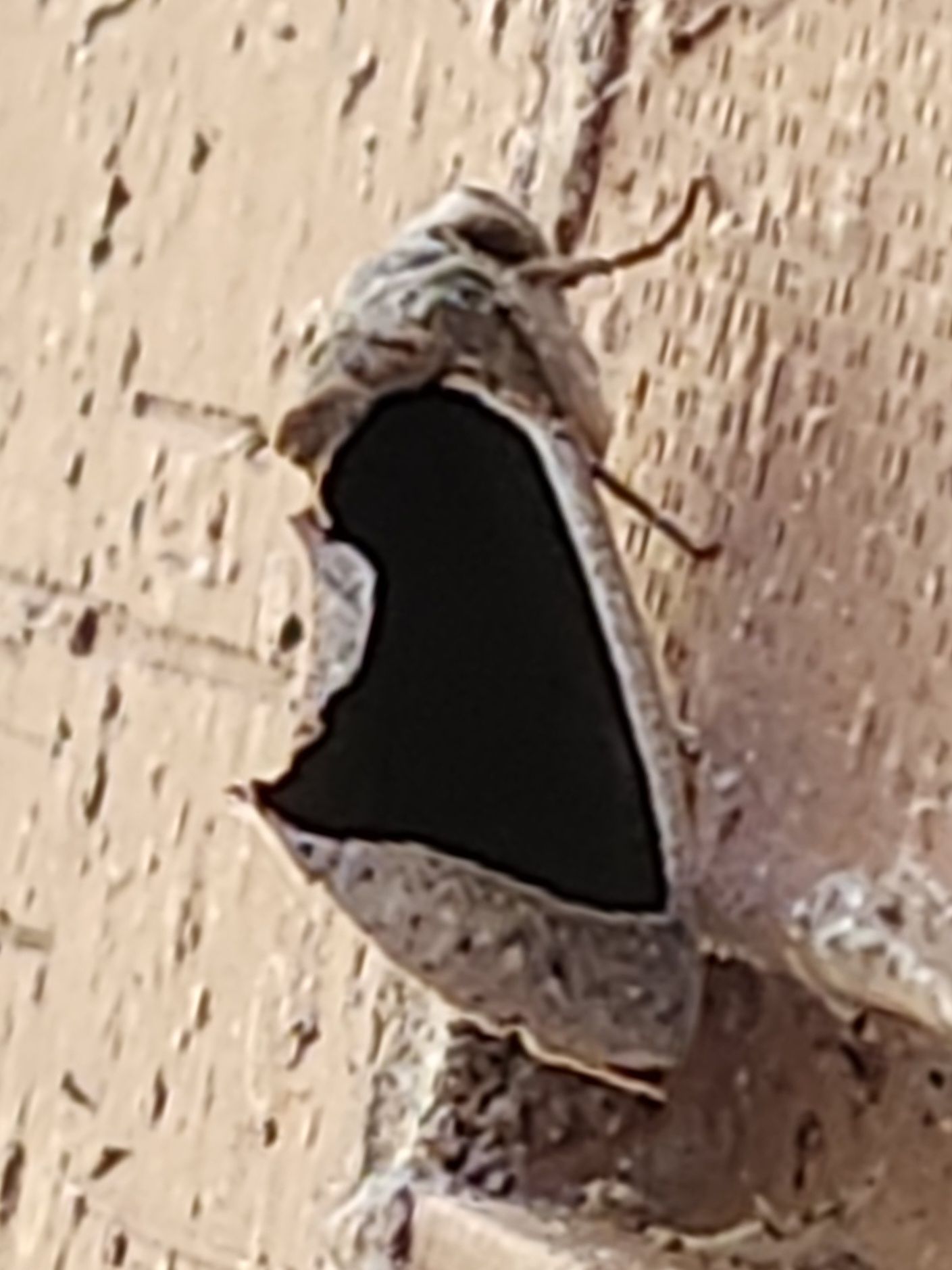 A moth with a black heart on its wing is sitting on a wall.