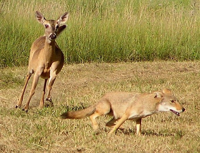A coyote is chasing a deer in a field