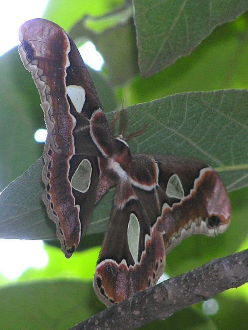 A close up of a moth sitting on a leaf