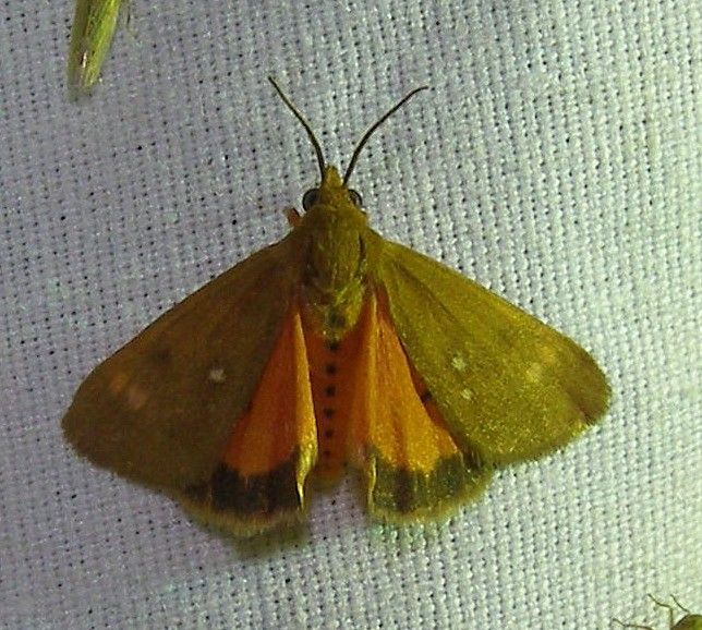 A yellow and orange moth is sitting on a white cloth