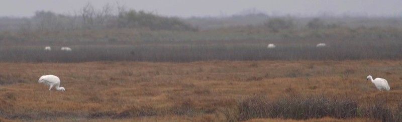 A group of birds are standing in a field on a foggy day.