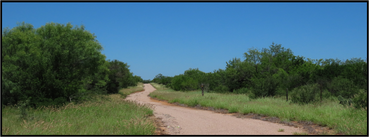 A dirt road going through a grassy field with trees on both sides