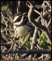 A small bird is perched on a tree branch.