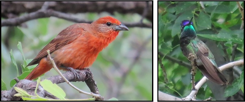 Two birds are sitting on a branch in a tree.