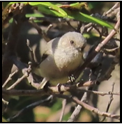 A small bird is perched on a tree branch
