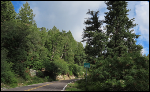 A road going through a forest with trees on both sides
