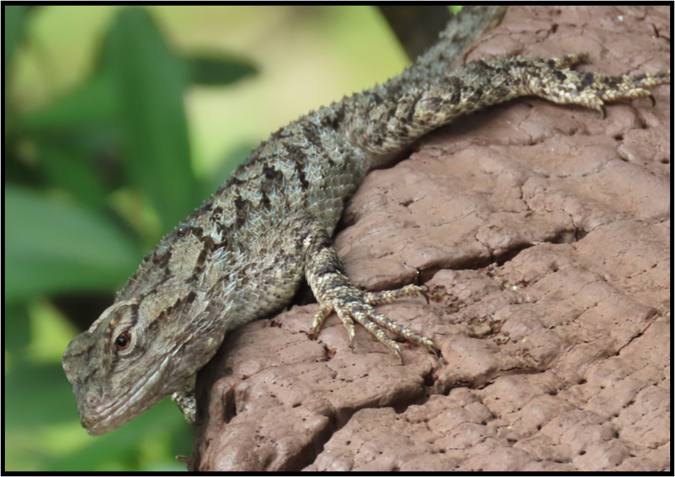 A lizard is sitting on a rock with a green background