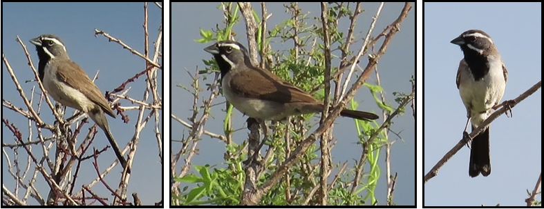 Three pictures of birds sitting on a tree branch