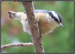 A small bird perched on a tree branch.