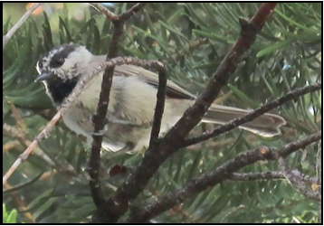 A small bird perched on a tree branch
