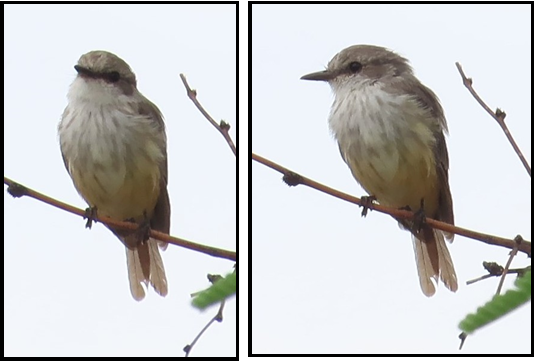 Two pictures of a bird perched on a branch.