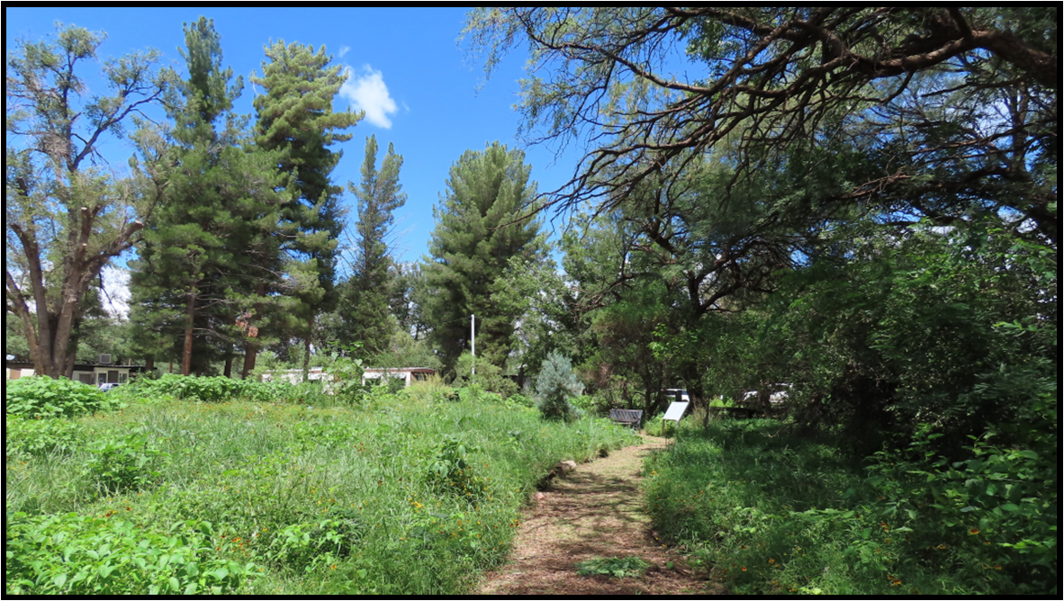 A dirt path going through a grassy field surrounded by trees.
