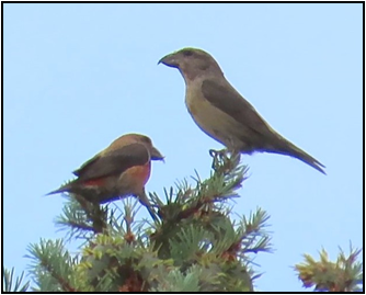 Two birds perched on top of a tree branch