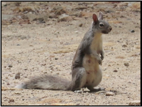 A squirrel is standing on its hind legs in the dirt