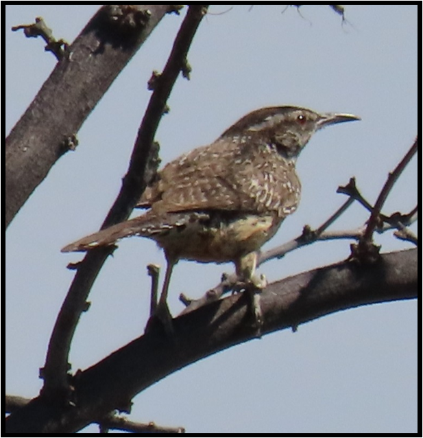 A small brown bird perched on a tree branch