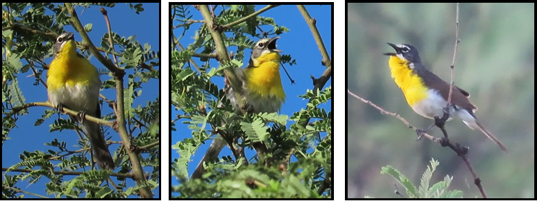 A bird with a yellow head is perched on a tree branch