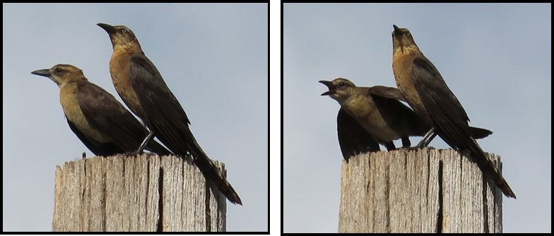 Two birds are perched on top of a wooden post.