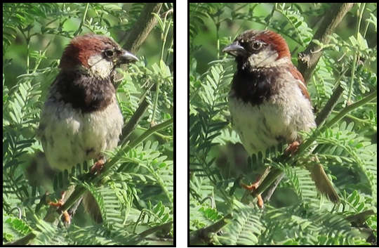 Two birds are perched on a tree branch.