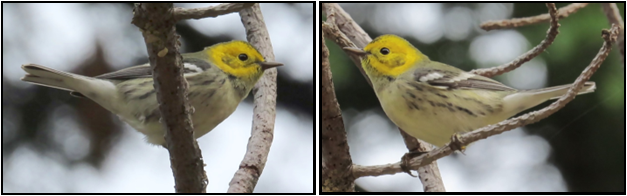 A bird with a yellow head is perched on a tree branch.