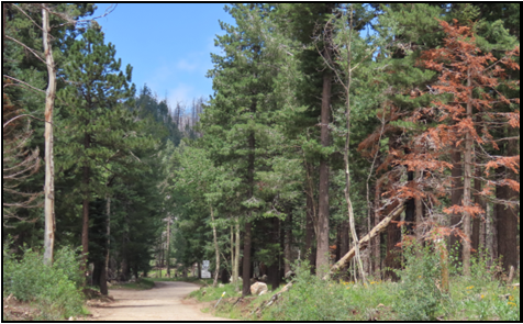 A dirt road in the middle of a forest