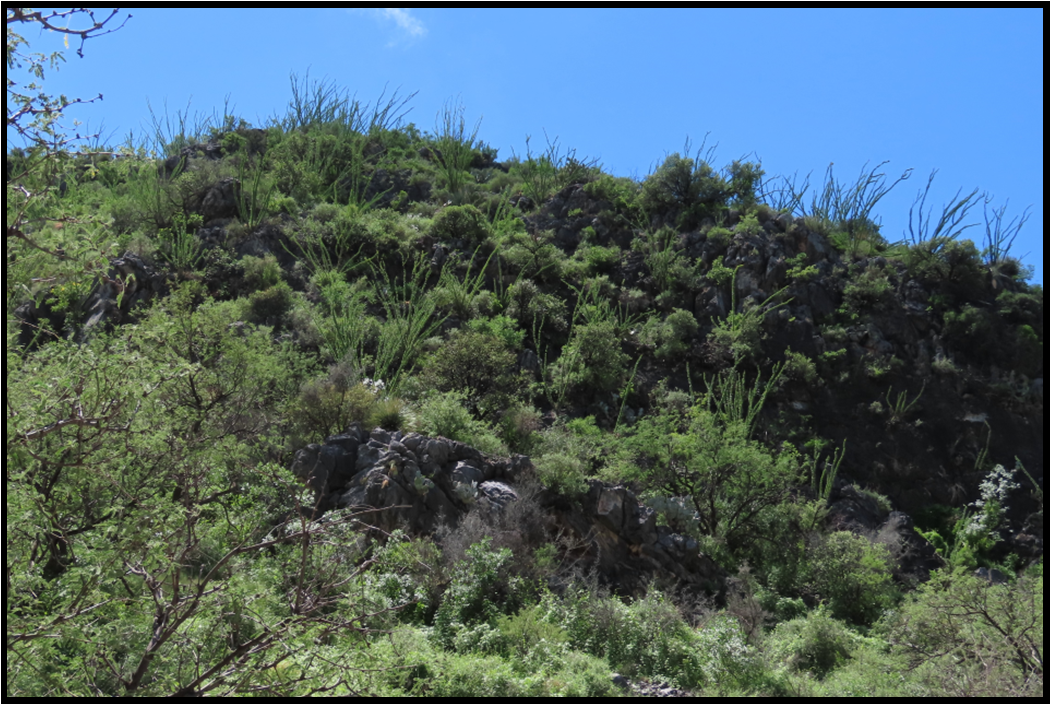 A hill covered in trees and grass with a blue sky in the background.
