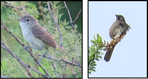 Two pictures of birds sitting on a tree branch.
