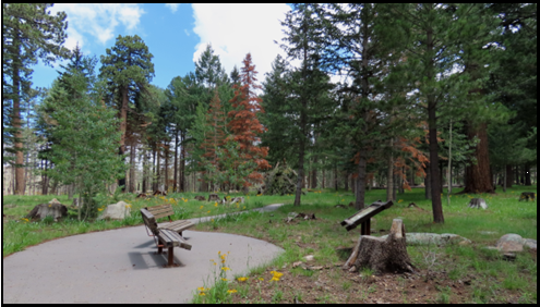 A park with a bench and a stump in the foreground