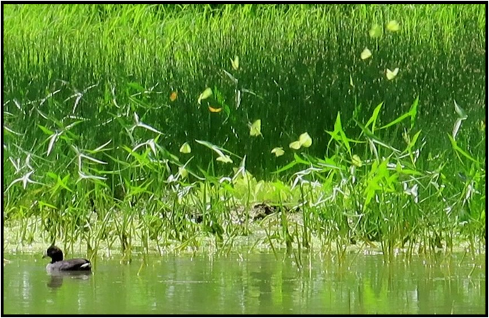 A duck is swimming in a pond surrounded by tall grass and butterflies.