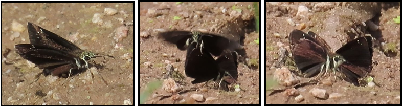 Three pictures of a black butterfly on the ground