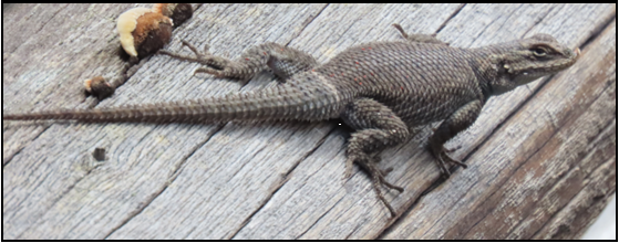 A lizard is laying on a wooden surface