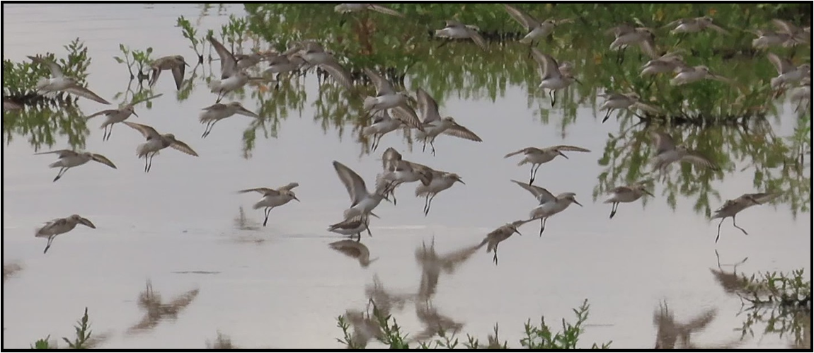 A flock of birds are flying over a body of water.
