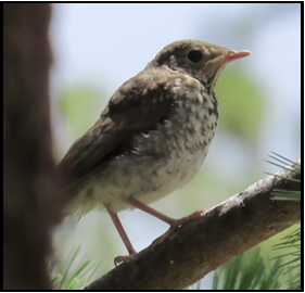 A small bird perched on a tree branch