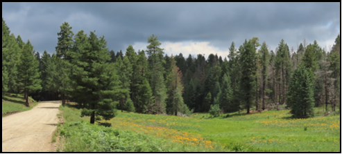 A dirt road going through a forest on a cloudy day
