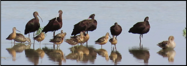 A group of birds are standing in the water