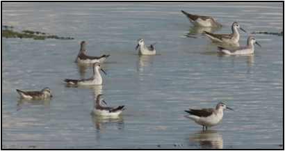 A group of birds are standing in the water.