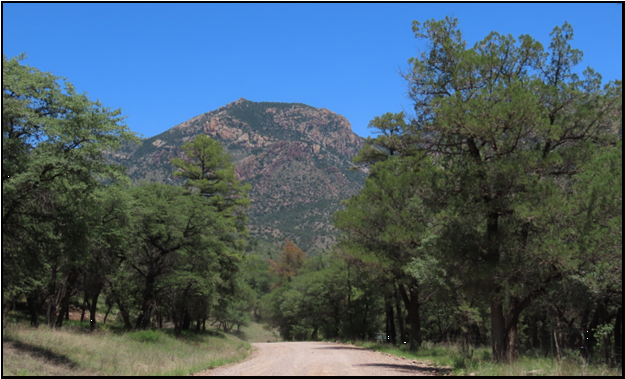 A dirt road with trees on both sides and a mountain in the background